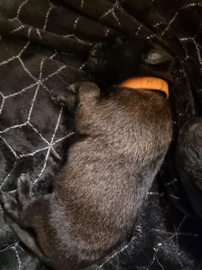 CHIOT